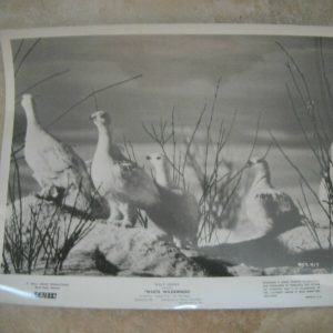 Disney White Wilderness 1958 B&W 8x10 Promo Photo Original