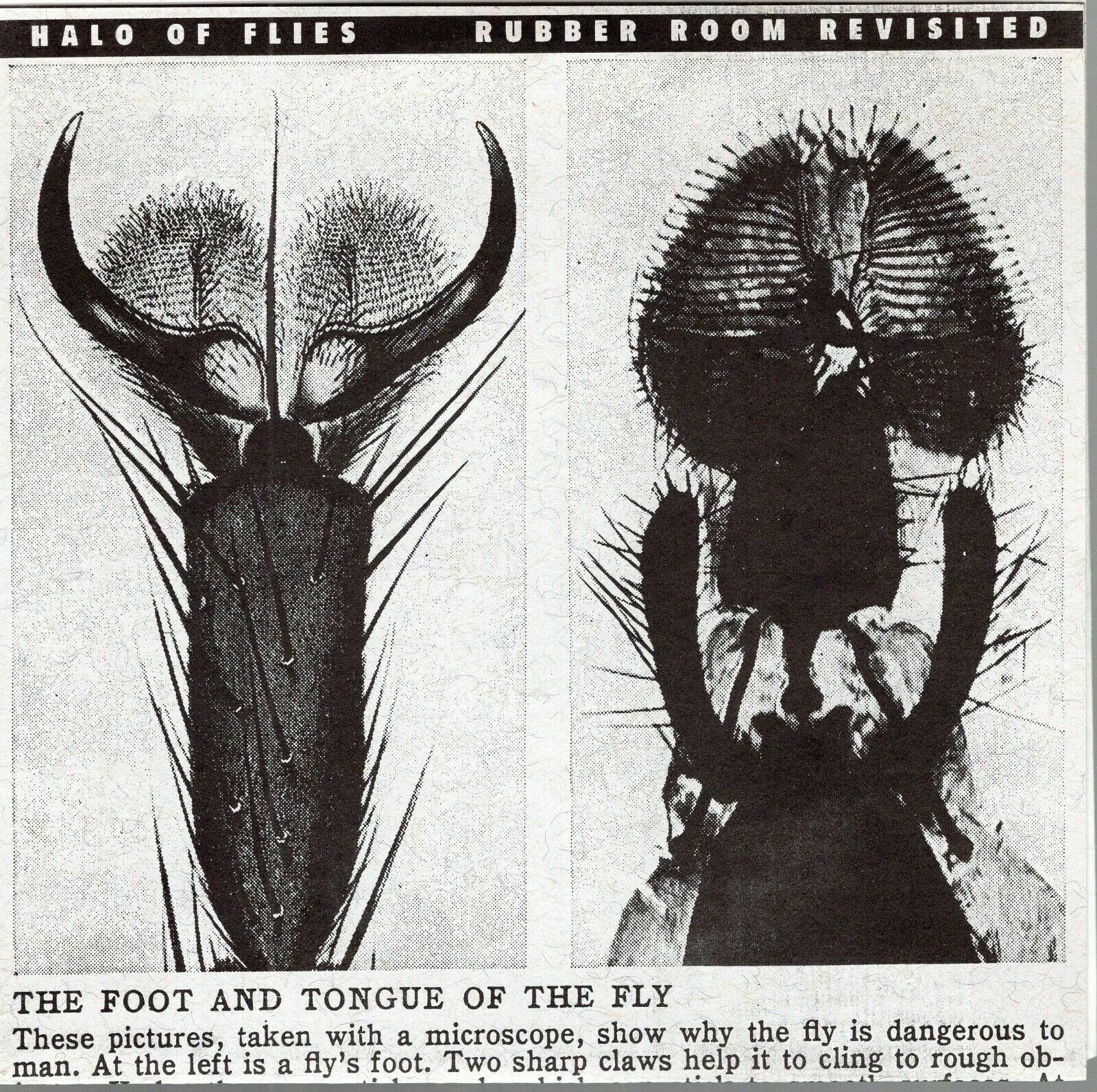 HALO OF FLIES VINTAGE RUBBER ROOM REVISITED 7