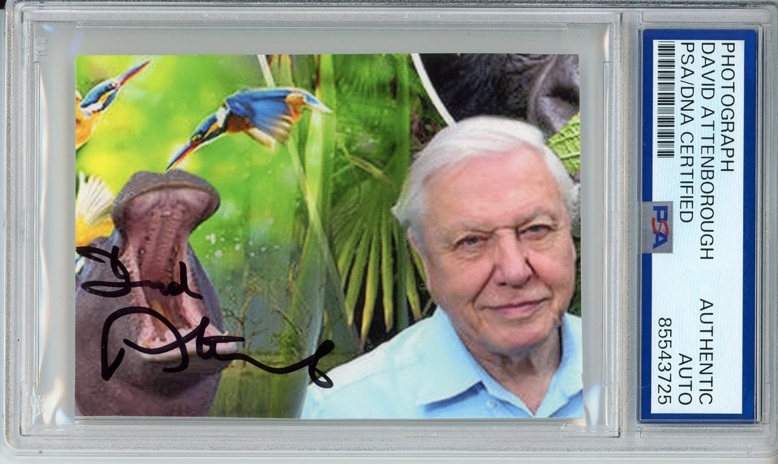 DAVID ATTENBOROUGH SIGNED AUTOGRAPH PLANET EARTH ANIMALS PICTURE PSA DNA COA