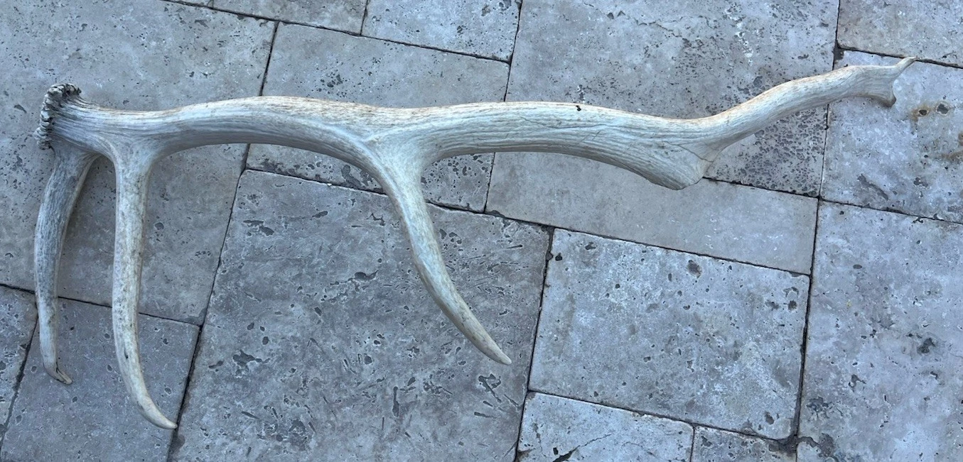Naturally Shed Elk Antler, Small Single 6 Point Grade A 32