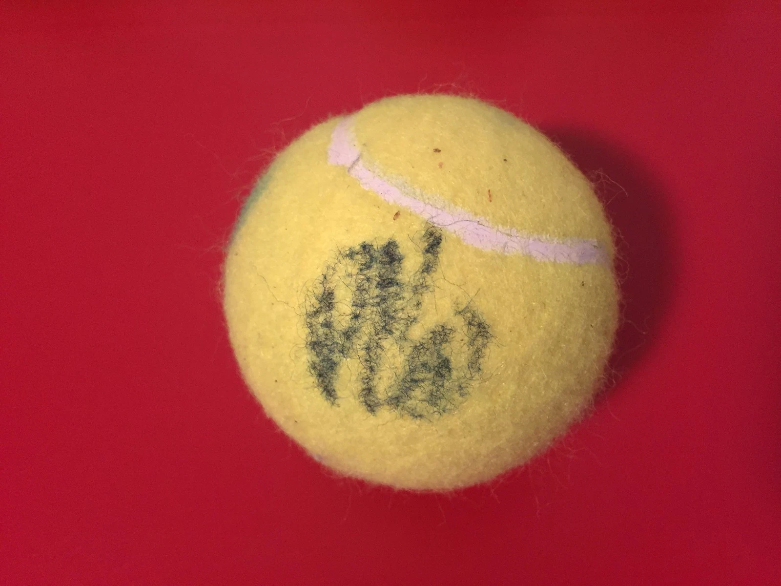 Kristyna Pliskova Penn Tennis Ball Signed Auto