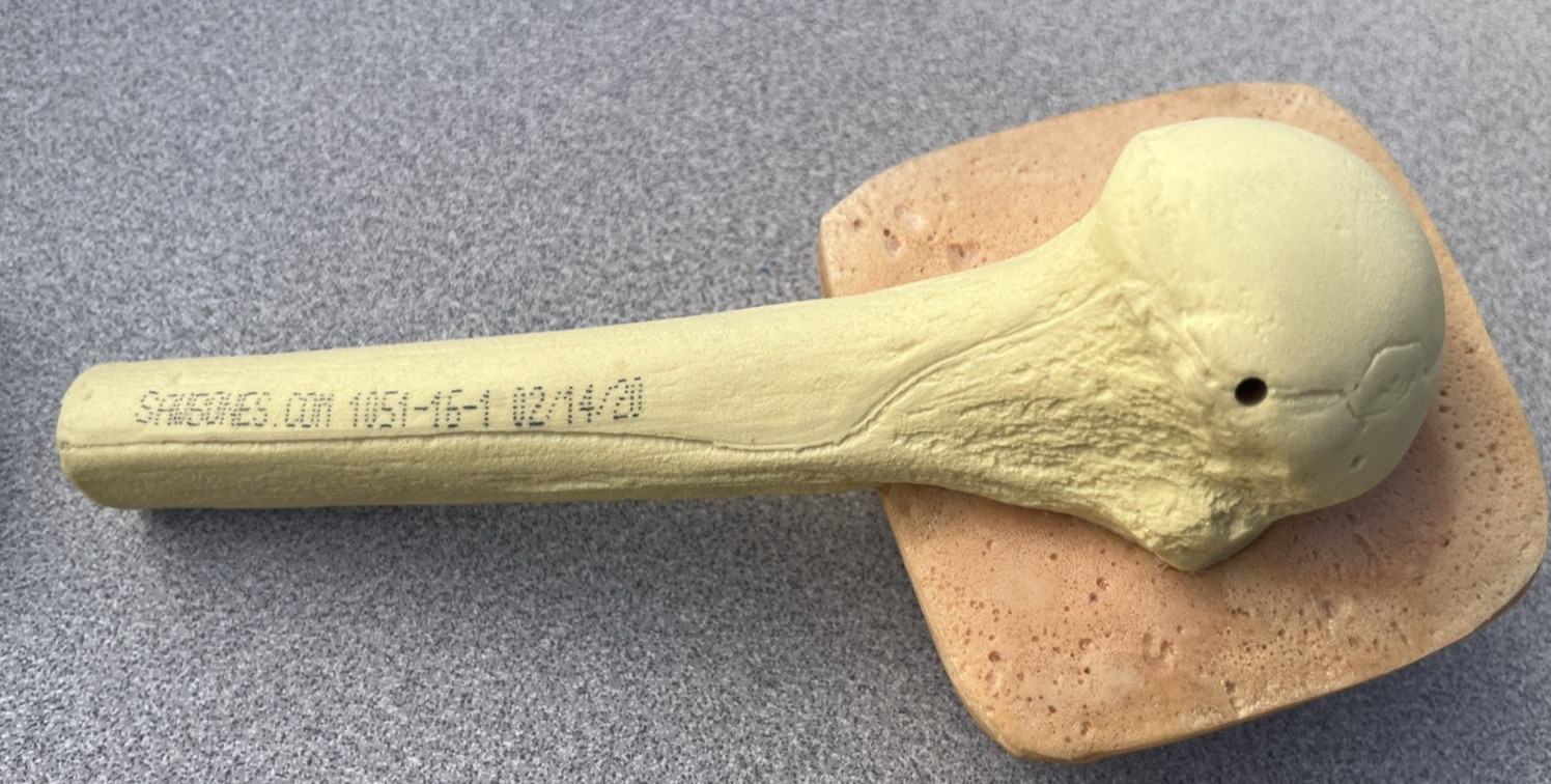 Patient Demonstrator from Sawbones For Medical Practice Femur ??