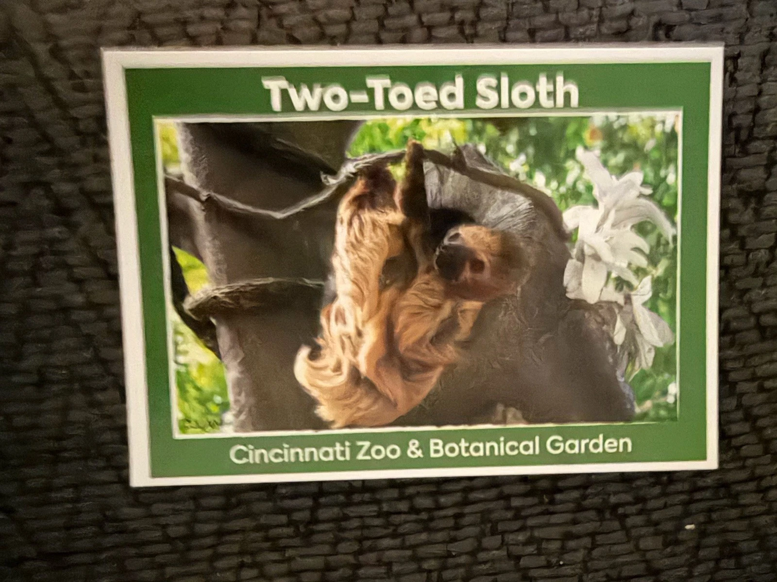 Two Toed Sloth Trading Card Cincinnati Zoo & Botanical Gardens Issued