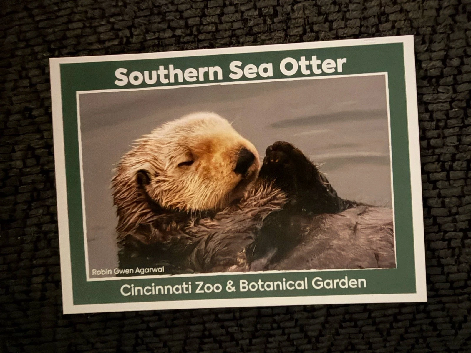 Southern Sea Otter Trading Card Cincinnati Zoo & Botanical Gardens Issued